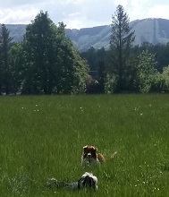 dogy dogy